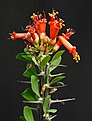 Нажмите на изображение для увеличения.

Название:	Fouquieria_splendens_MustangMts_Utah_IMG_0655.jpg
Просмотров:	226
Размер:	59.6 Кб
ID:	331401