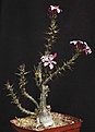 Нажмите на изображение для увеличения.

Название:	Pachypodium_succulentum_IMG_0666.jpg
Просмотров:	209
Размер:	66.4 Кб
ID:	331402