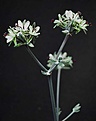 Нажмите на изображение для увеличения.

Название:	Pelargonium_carnosum_IMG_5726.jpg
Просмотров:	212
Размер:	38.7 Кб
ID:	331404