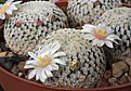 Нажмите на изображение для увеличения.

Название:	Mammillaria_pectinifera.jpg
Просмотров:	111
Размер:	204.2 Кб
ID:	331408