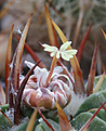 Нажмите на изображение для увеличения.

Название:	Stenocactus_coptonogonus.jpg
Просмотров:	91
Размер:	156.8 Кб
ID:	331412