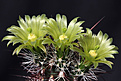 Нажмите на изображение для увеличения.

Название:	Echinocereus_viridiflorus_900pcs.jpg
Просмотров:	105
Размер:	130.4 Кб
ID:	331414