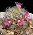 Нажмите на изображение для увеличения.

Название:	Mammillaria_laui_dasyacantha_558_3.JPG
Просмотров:	226
Размер:	201.7 Кб
ID:	331449