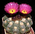 Нажмите на изображение для увеличения.

Название:	Notocactus_uebelmannianus_122_12.JPG
Просмотров:	224
Размер:	193.5 Кб
ID:	331450