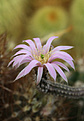 Нажмите на изображение для увеличения.

Название:	Echinocereus_schmollii.jpg
Просмотров:	106
Размер:	208.0 Кб
ID:	331467
