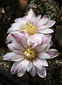 Нажмите на изображение для увеличения.

Название:	Gymnocalycium_bruchii_VG271.jpg
Просмотров:	198
Размер:	204.8 Кб
ID:	331471