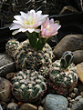 Нажмите на изображение для увеличения.

Название:	Gymnocalycium_bruchii_VG1160.jpg
Просмотров:	205
Размер:	187.5 Кб
ID:	331472