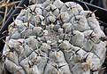 Нажмите на изображение для увеличения.

Название:	Gymnocalycium_esperanzaeVG1242.jpg
Просмотров:	160
Размер:	185.1 Кб
ID:	331491