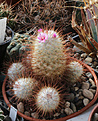 Нажмите на изображение для увеличения.

Название:	Mammillaria_bombicina.jpg
Просмотров:	153
Размер:	197.4 Кб
ID:	331492