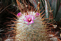 Нажмите на изображение для увеличения.

Название:	Mammillaria_bombicina+.jpg
Просмотров:	157
Размер:	179.6 Кб
ID:	331493