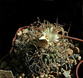 Нажмите на изображение для увеличения.

Название:	Turbinicarpus sphaselatus.jpg
Просмотров:	190
Размер:	91.2 Кб
ID:	331511