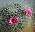 Нажмите на изображение для увеличения.

Название:	Mammillaria hahniana.jpg
Просмотров:	183
Размер:	145.1 Кб
ID:	331512