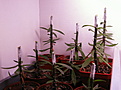 Нажмите на изображение для увеличения.

Название:	Strombocactus corregidorae RUS-333-.jpg
Просмотров:	380
Размер:	223.0 Кб
ID:	331514