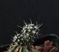 Нажмите на изображение для увеличения.

Название:	Pediocactus sileri Lz814_20 months_10.12.jpg
Просмотров:	449
Размер:	196.1 Кб
ID:	331516
