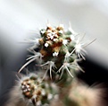 Нажмите на изображение для увеличения.

Название:	Pediocactus sileri Lz814_23.12.10_3.13.jpg
Просмотров:	417
Размер:	71.4 Кб
ID:	331517