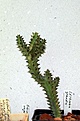 Нажмите на изображение для увеличения.

Название:	Edithcolea grandis_20months_9.12.jpg
Просмотров:	204
Размер:	104.0 Кб
ID:	331518