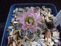 Нажмите на изображение для увеличения.

Название:	Gymnocalycium_bruchii_P506.jpg
Просмотров:	196
Размер:	73.8 Кб
ID:	331521