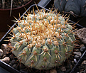 Нажмите на изображение для увеличения.

Название:	Copiapoa_cinerea_v.columna-alba_PandeAzucar.jpg
Просмотров:	143
Размер:	206.7 Кб
ID:	331524