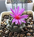 Нажмите на изображение для увеличения.

Название:	Turbinicarpus_alonsoi_RS546_4y.JPG
Просмотров:	186
Размер:	146.1 Кб
ID:	331526
