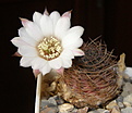 Нажмите на изображение для увеличения.

Название:	Rebutia_leucanthema_WR305_590_2.JPG
Просмотров:	184
Размер:	124.8 Кб
ID:	331545