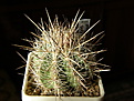 Нажмите на изображение для увеличения.

Название:	Thelocactus_lausseri_275_4.JPG
Просмотров:	143
Размер:	146.4 Кб
ID:	331546