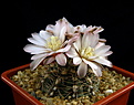 Нажмите на изображение для увеличения.

Название:	4_Gymnocalycium_amerhauserixG.specVG057.jpg
Просмотров:	207
Размер:	108.4 Кб
ID:	331547