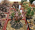 Нажмите на изображение для увеличения.

Название:	4_Gymnocalycium_amerhauserixG.specVG057...jpg
Просмотров:	191
Размер:	204.0 Кб
ID:	331548