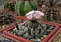 Нажмите на изображение для увеличения.

Название:	4_Gymnocalycium_bruchii.jpg
Просмотров:	241
Размер:	205.8 Кб
ID:	331549