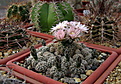 Нажмите на изображение для увеличения.

Название:	4_Gymnocalycium_bruchii.jpg
Просмотров:	211
Размер:	205.8 Кб
ID:	331549