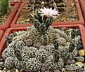 Нажмите на изображение для увеличения.

Название:	4_Gymnocalycium_bruchii...jpg
Просмотров:	222
Размер:	200.5 Кб
ID:	331550