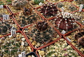 Нажмите на изображение для увеличения.

Название:	4_Gymnocalycium_neuhuberi_GN77.jpg
Просмотров:	245
Размер:	239.5 Кб
ID:	331551
