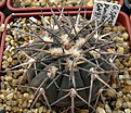 Нажмите на изображение для увеличения.

Название:	4_Gymnocalycium_spegazzinii_v.punillenseGN91-492_1561.jpg
Просмотров:	202
Размер:	170.3 Кб
ID:	331552