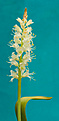 Нажмите на изображение для увеличения.

Название:	Lachenalia_alba.jpg
Просмотров:	366
Размер:	85.2 Кб
ID:	331556