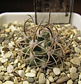 Нажмите на изображение для увеличения.

Название:	Pediocactus_sileri_SB473_5y_2.JPG
Просмотров:	451
Размер:	165.3 Кб
ID:	331561