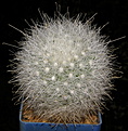 Нажмите на изображение для увеличения.

Название:	Mammillaria_senilis.JPG
Просмотров:	179
Размер:	139.7 Кб
ID:	331569