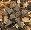 Нажмите на изображение для увеличения.

Название:	H-mirabilis-pilosa-MBB7248-b.jpg
Просмотров:	801
Размер:	191.7 Кб
ID:	331573