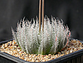Нажмите на изображение для увеличения.

Название:	Haworthia_cummingii_IB12260.jpg
Просмотров:	784
Размер:	143.5 Кб
ID:	331576