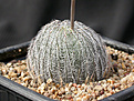 Нажмите на изображение для увеличения.

Название:	Haworthia_odetteae_IB11864.jpg
Просмотров:	829
Размер:	169.6 Кб
ID:	331578