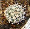 Нажмите на изображение для увеличения.

Название:	Sclerocactus_wrightiae_ZJ620b_C594.jpg
Просмотров:	410
Размер:	157.8 Кб
ID:	331623