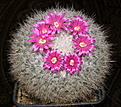 Нажмите на изображение для увеличения.

Название:	Mammillaria_hahniana_110d2.JPG
Просмотров:	179
Размер:	231.1 Кб
ID:	331625