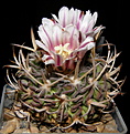 Нажмите на изображение для увеличения.

Название:	Stenocactus_grandicornis_100_4.JPG
Просмотров:	167
Размер:	182.5 Кб
ID:	331626
