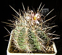 Нажмите на изображение для увеличения.

Название:	Thelocactus_lausseri_275_4.JPG
Просмотров:	178
Размер:	193.9 Кб
ID:	331627