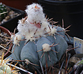 Нажмите на изображение для увеличения.

Название:	Echinocactus_horizontalonius.jpg
Просмотров:	143
Размер:	194.3 Кб
ID:	331628