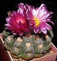 Нажмите на изображение для увеличения.

Название:	Notocactus_uebelmannianus_122_13.JPG
Просмотров:	182
Размер:	209.7 Кб
ID:	331631