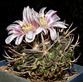 Нажмите на изображение для увеличения.

Название:	Stenocactus_grandicornis_100_5.JPG
Просмотров:	182
Размер:	183.3 Кб
ID:	331632