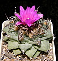 Нажмите на изображение для увеличения.

Название:	Turbinicarpus_alonsoi_223_9.JPG
Просмотров:	179
Размер:	207.1 Кб
ID:	331633