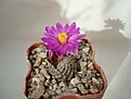 Нажмите на изображение для увеличения.

Название:	Mammillaria_goldii.JPG
Просмотров:	184
Размер:	48.9 Кб
ID:	331649