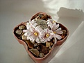 Нажмите на изображение для увеличения.

Название:	Mammillaria_sanchez-mejoradae.JPG
Просмотров:	178
Размер:	41.6 Кб
ID:	331650