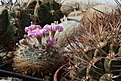 Нажмите на изображение для увеличения.

Название:	Mammillaria_longiflora.jpg
Просмотров:	151
Размер:	225.1 Кб
ID:	331670