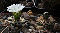 Нажмите на изображение для увеличения.

Название:	Gymnocalycium_andreae_form_VG_Sa_Comechingones_Cord.jpg
Просмотров:	246
Размер:	186.4 Кб
ID:	331671